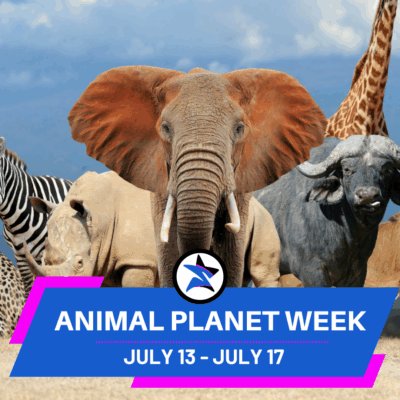 Supreme Summer Camp (6)